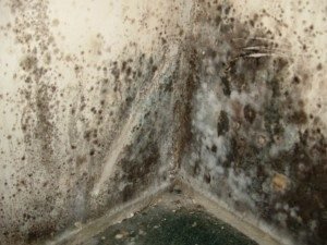 Mold Removal Throop PA