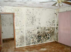 mold removal company scranton pa